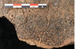 Foto (Detailansicht) von Fern  (NHMW-GEO-2024-0188-11589)